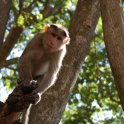 Volně žijící opice v areálu skanzenu (foto: J. Bátoryová)