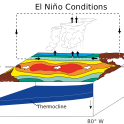 Fáze El Niño: Pasáty zeslábnou nebo dokonce úplně otočí směr proudění, Peruánský proud zaniká, k pobřeží Peru a Chile se dostává prohřátá voda 