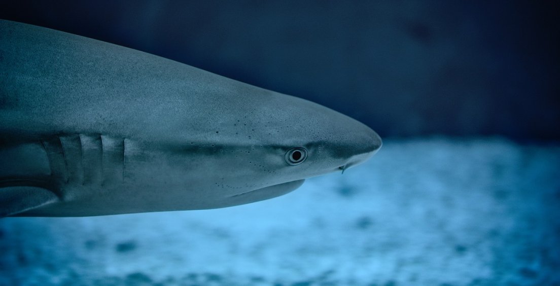Aktualita z fyziky: Letadla inspirovaná žraločí kůží