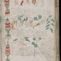 Foto č. 2 - Přírodovědná část Voynichova manuskriptu. Převzato z: The Voynich Gallery.