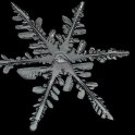 V současné době odborníci rozlišují 121 tříd sněhových částic. Ty nejkrásnější vločky hvězdicovitých tvarů se nejčastěji objevují při teplotách kolem -10 až -15 °C (foto: Charles Schmitt, CC BY-SA 4.0)