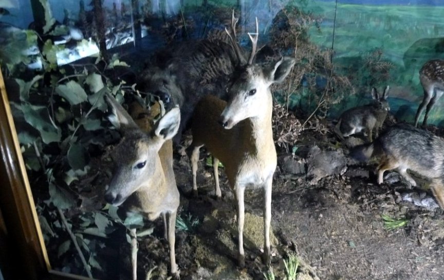 Lublaňské přírodovědné muzeum. Možná ne tak zajímavé, ale zvířata mají vycpaná, že vypadají jako živá! (foto: J. Maroušek)