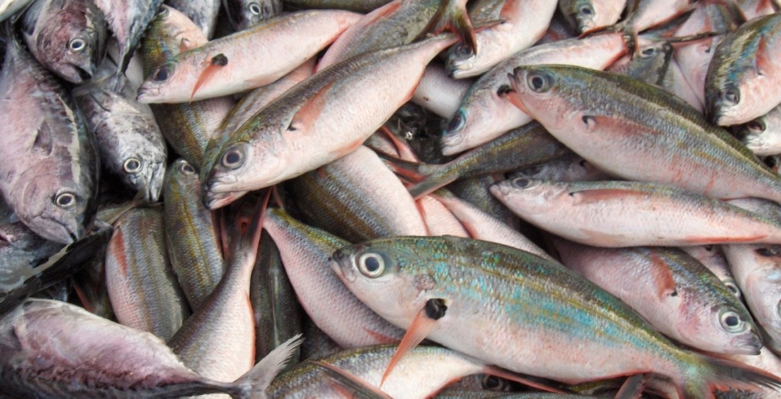Aktualita z fyziky: Vědci zkoumají piezoelektrické vlastnosti rybích šupin