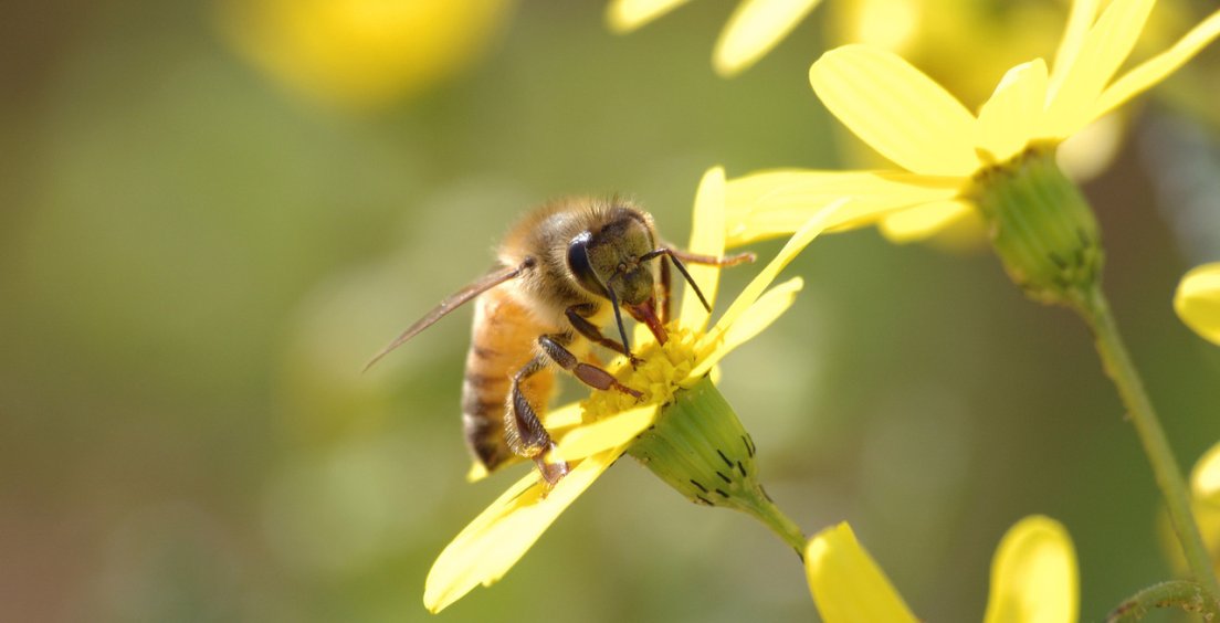 Aktualita z fyziky: Magnetická navigace včel