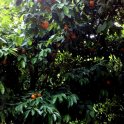 Mandarinky takto nadivoko rastú po celých Aténach (foto: L. Ohman)