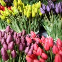... tulipány (foto archiv autora)