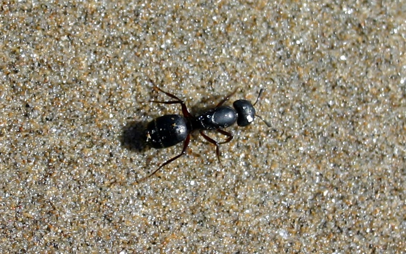 Aktualita z fyziky: Mravenčí fyzika