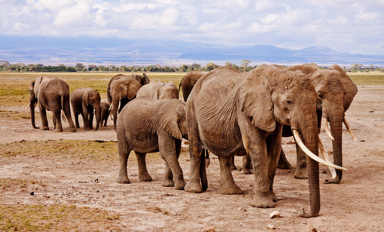 Aktualita z fyziky: Seismické vlny a sloní komunikace